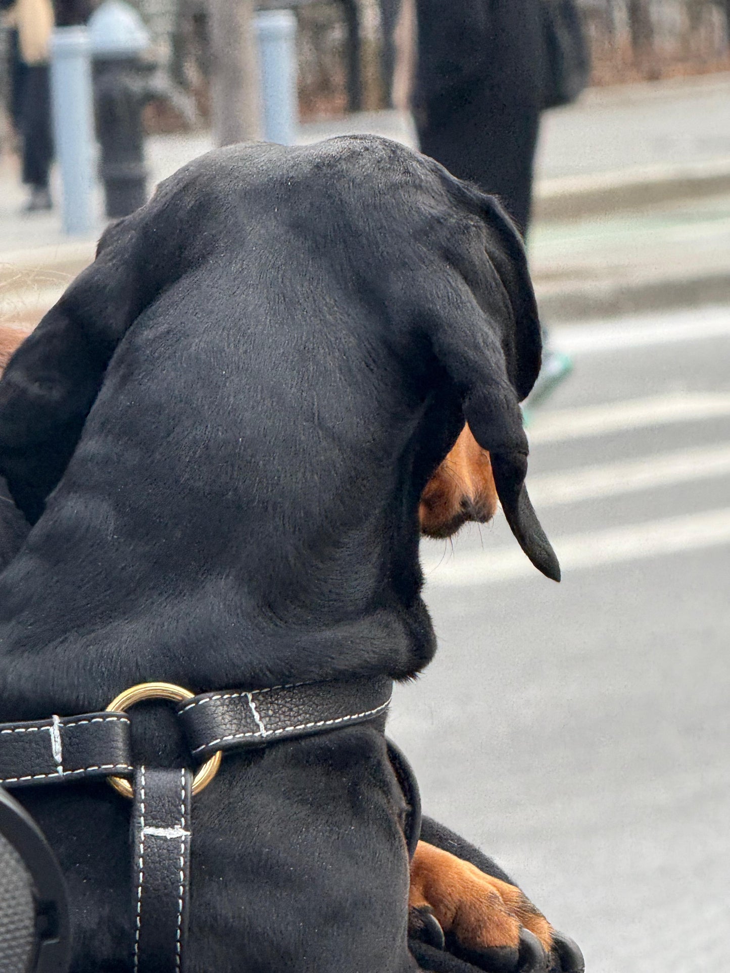 Misu Leather Harness רתמה מעור לכלב