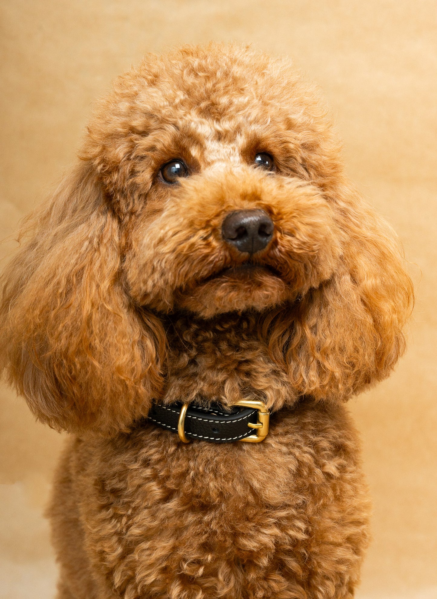 Black Leather Collar