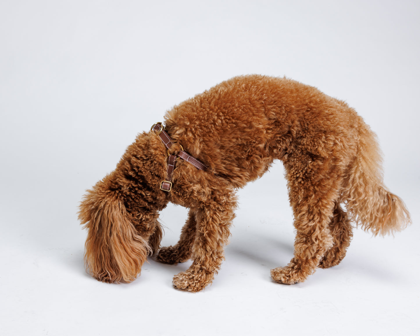 Misu Leather Harness