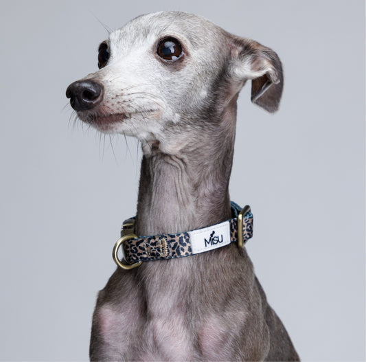 Leopard Collar קולר מנומר לכלב