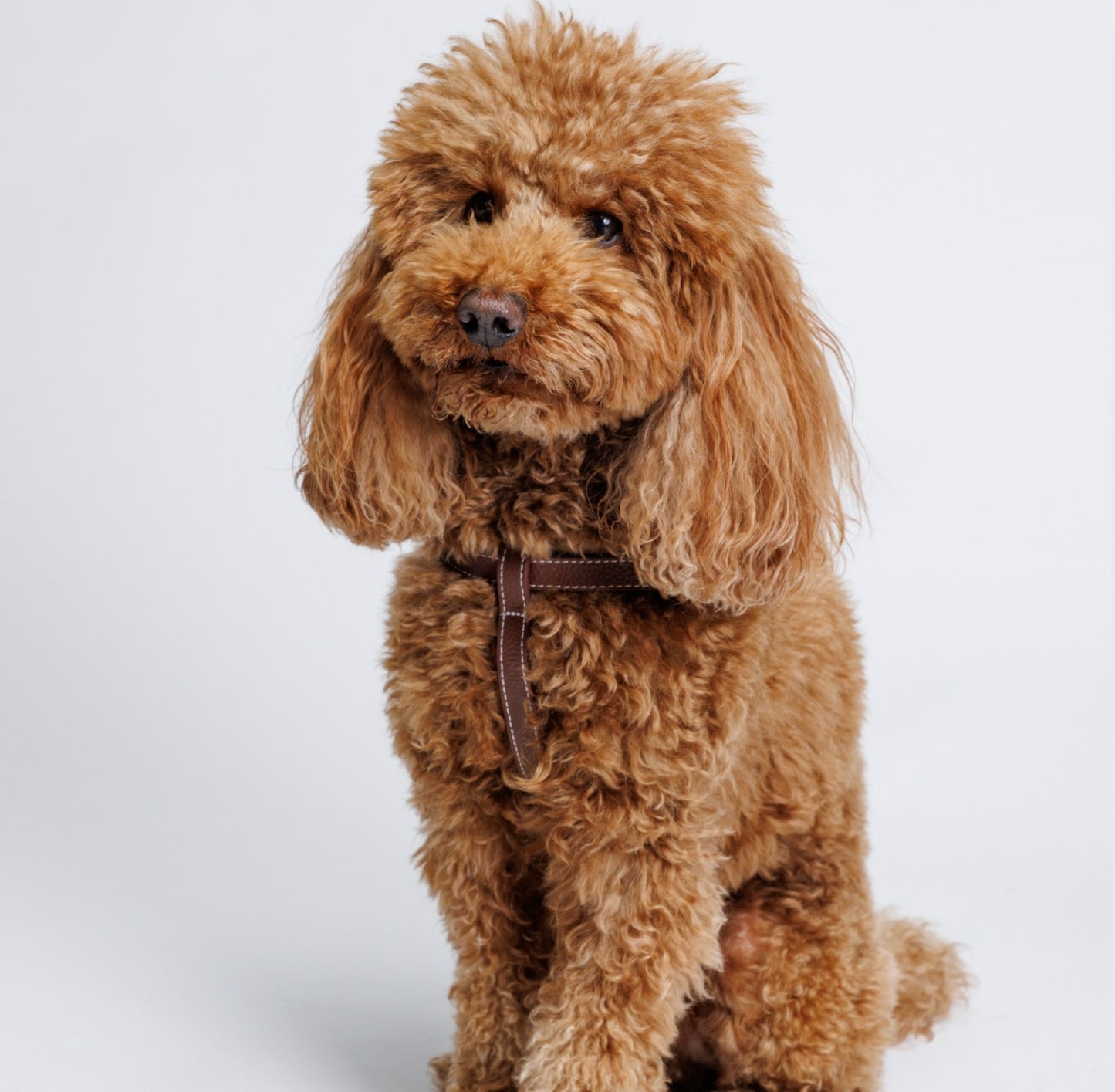 Misu Leather Harness רתמה מעור לכלב