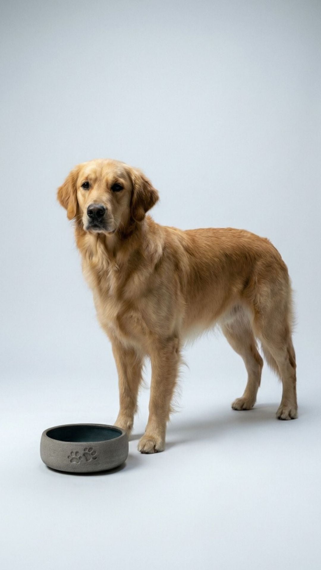 Blue Sky קערה לכלב