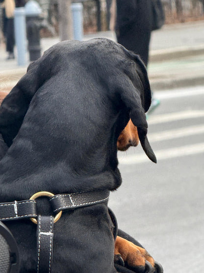 Misu Leather Harness רתמה מעור לכלב