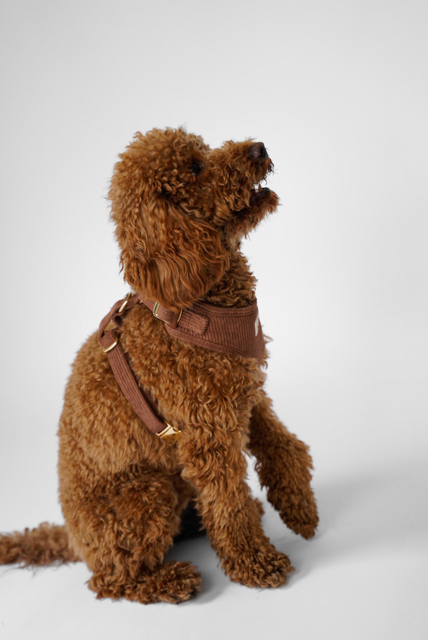 Corduroy Harness רתמה מקורדרוי לכלב