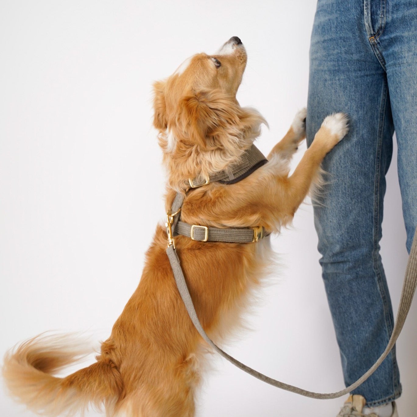 Corduroy Leash