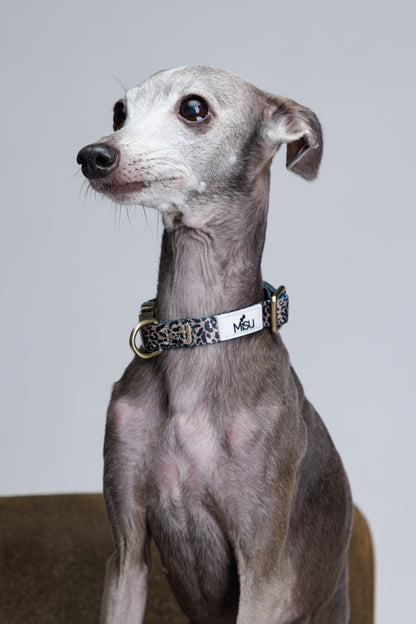 Leopard Collar קולר מנומר לכלב