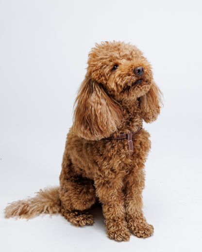 Misu Leather Harness רתמה מעור לכלב