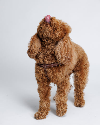Misu Leather Harness רתמה מעור לכלב